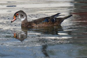 EclipseMaleWoodDuck