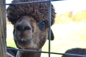 A good smile and a wild hairdo?