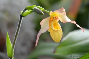 Sonnenberg Gardens hosts their annual Orchid Show, March 2015