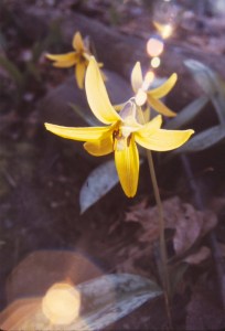 Joyce's Flower in the Clark woods