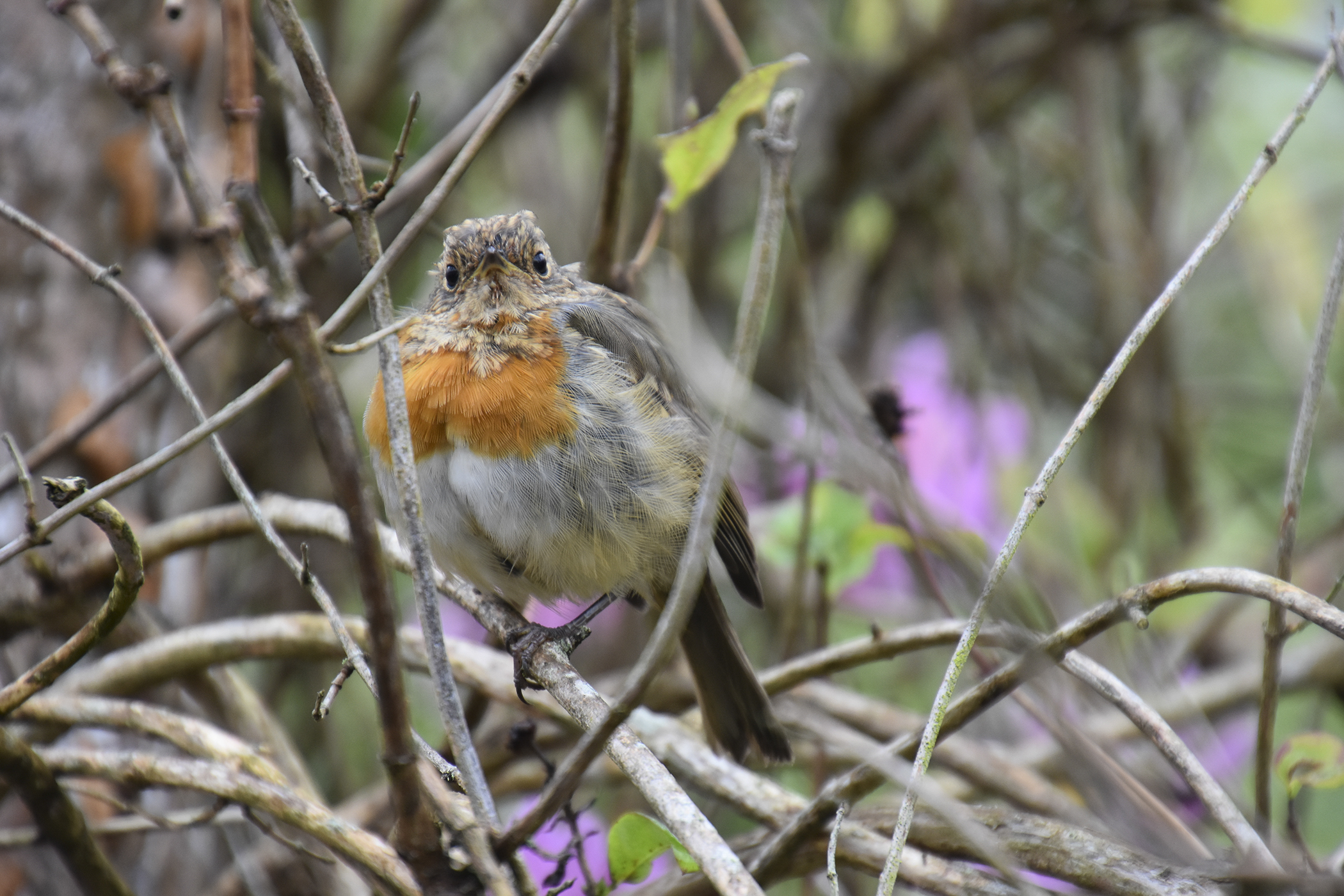 IrishRobin