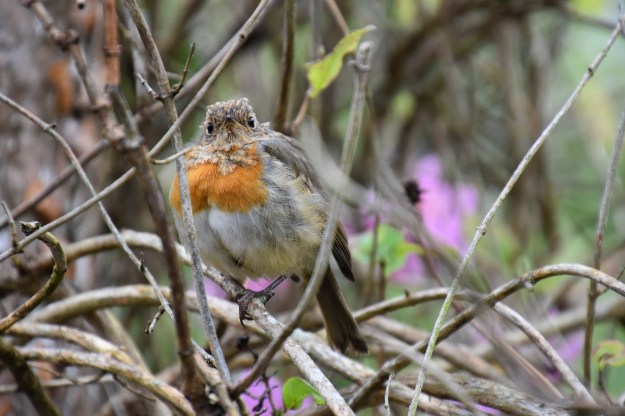IrishRobin
